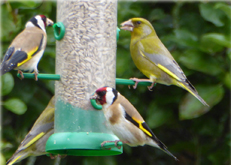 Greenfinches & Goldfinches